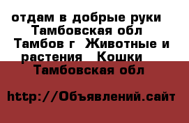 отдам в добрые руки - Тамбовская обл., Тамбов г. Животные и растения » Кошки   . Тамбовская обл.